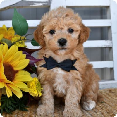 Photo of Lhasa Poo