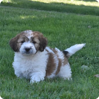 Photo of Saint Berdoodles