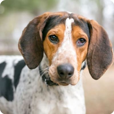 Photo of Coonhound