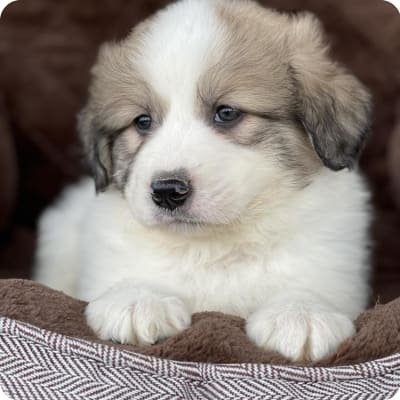 Photo of Great Pyrenees