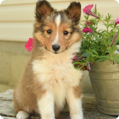 Photo of Shetland Sheepdog