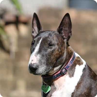 Photo of Miniature Bull Terrier
