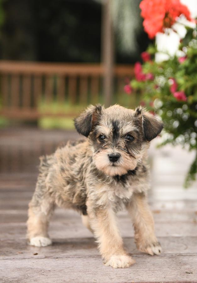 Photo of Miniature Schnauzer